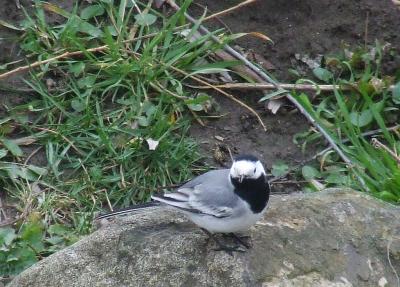 Прикрепленное изображение: 002.jpg